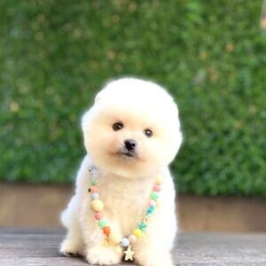 Cute Pomeranian Puppies | PostAds PH