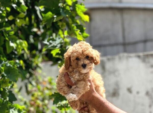 Beautiful Maltipoo puppies