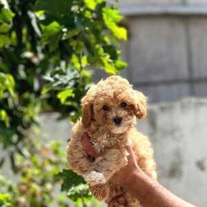 Beautiful Maltipoo puppies | PostAds PH