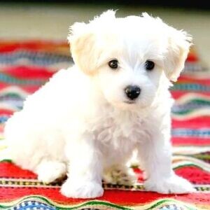 Beautiful Maltese Terrier puppies | PostAds PH
