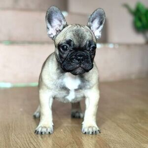 Beautiful French Bulldog puppies | PostAds PH