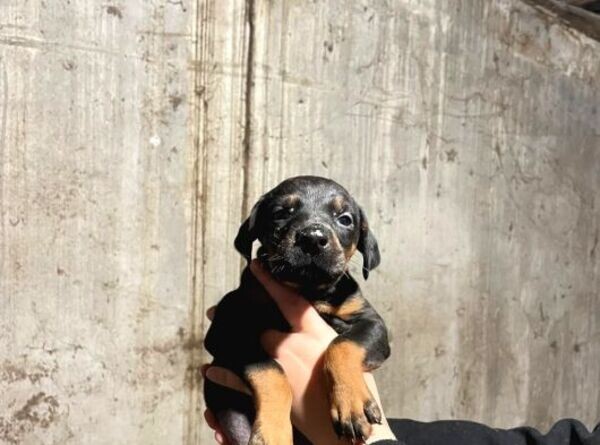 Beautiful Doberman puppies