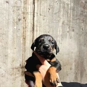 Beautiful Doberman puppies | PostAds PH