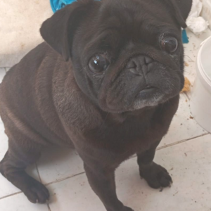 Beautiful Pug Mobs puppies | PostAds PH