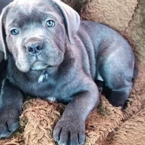 Beautiful Cane Corso puppies | PostAds PH