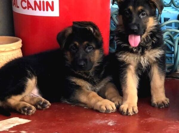 German Shepherd Puppies