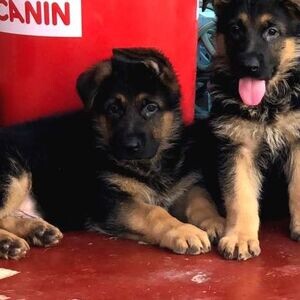 German Shepherd Puppies | PostAds PH
