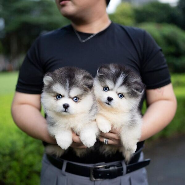 13 weekss old Pomsky Puppies Available 