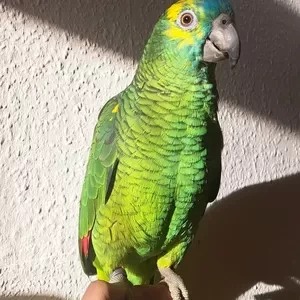 Blue Amazon parrots Available | PostAds PH
