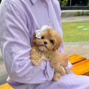 Havaneese puppies | PostAds PH
