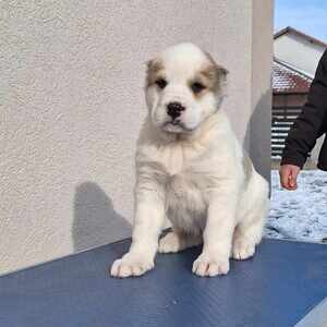 2 Central Asian Ovtcharka Puppies | PostAds PH
