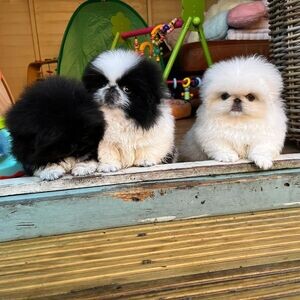 Pekingese 12 weeks old Puppies Available | PostAds PH