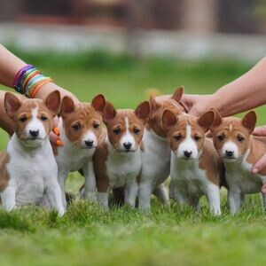 home trained Male and Female Basenji puppies | PostAds PH