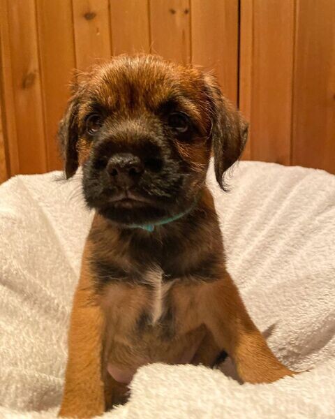 Males And Females Border terrier Available