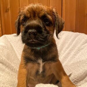 Males And Females Border terrier Available | PostAds PH