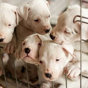 purebred Vaccinated Dogo Argentino Puppies Available | PostAds PH