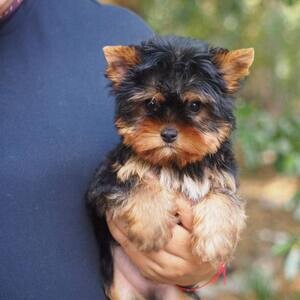 Yorkie excellent Puppies | PostAds PH