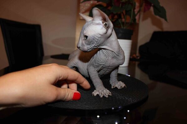   vet check Sphynx Kittens   