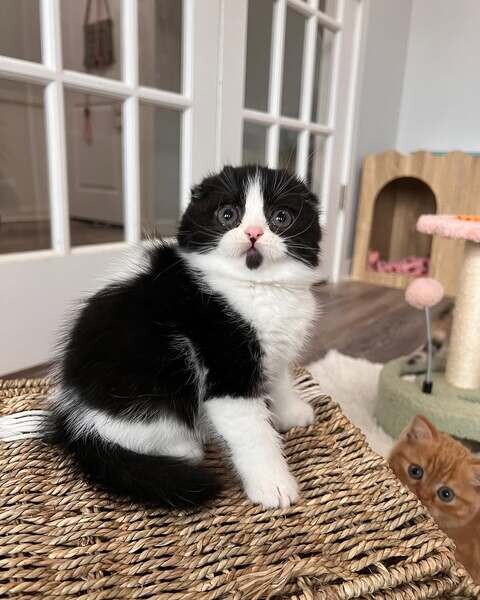   Our Scottish Fold Kittens   ready
