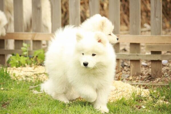  Samoyed puppies for interested pipo