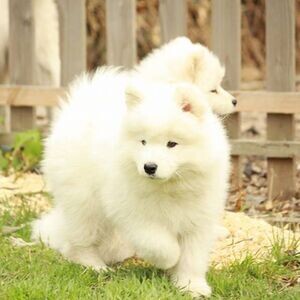 Samoyed puppies for interested pipo | PostAds PH