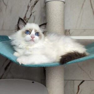 Ragdoll kittens Vaccinated and wormed for adoption | PostAds PH