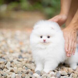 Teacup Pomeranian Puppies | PostAds PH