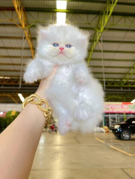 love and playful Persian kittens Available   