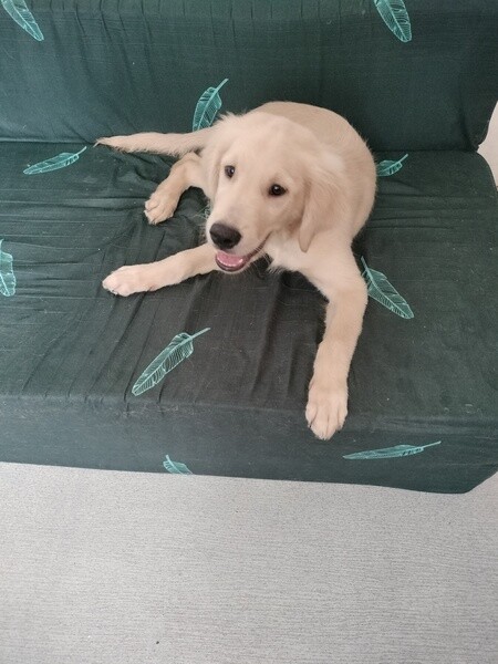 2 male GR puppies for sale or swap
