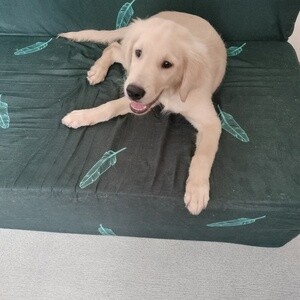 2 male GR puppies for sale or swap | PostAds PH