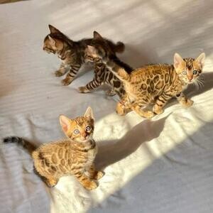 Beautiful Bengal kittensss | PostAds PH