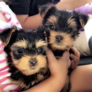 Yorkshire Terrier Puppiess | PostAds PH