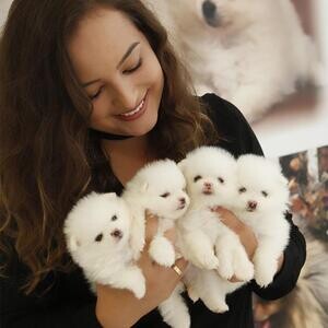 Pomeranian puppies Available | PostAds PH