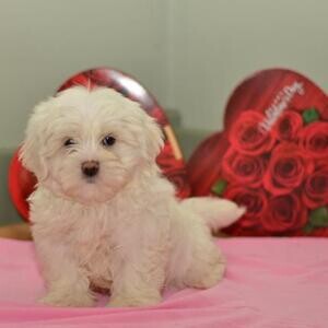 Amazing litter of Apricot Maltipoo puppies We have an amazing litter | PostAds PH