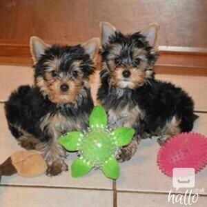 Hjbh Gorgeous and Cute Yorkshire Terrier puppies | PostAds PH