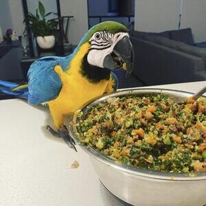 Macaws available | PostAds PH