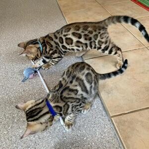 Quality Bengal kittens for Re-homingg | PostAds PH