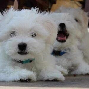 Beautiful Maltese Puppies Normal Size from KC Assured Breeder. | PostAds PH