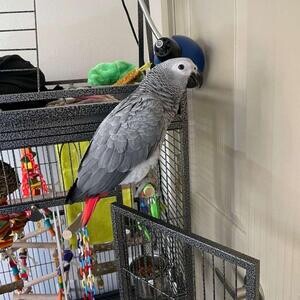 Male African grey parrot that’s approximately | PostAds PH