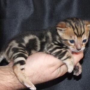 Healthy lion Face Bengal kittens | PostAds PH