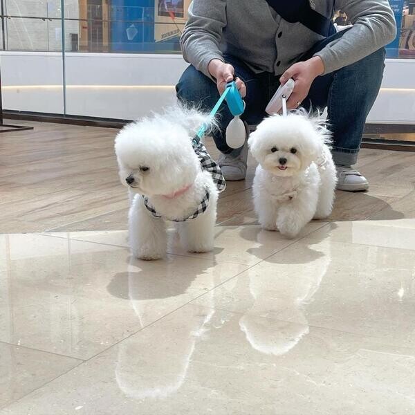BICHON FRISER PUPPIES FOR SALEs