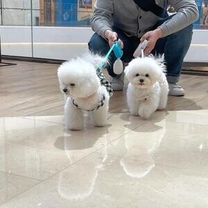 BICHON FRISER PUPPIES FOR SALEs | PostAds PH
