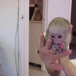 Well Tamed Capuchin monkeys for adoption | PostAds PH