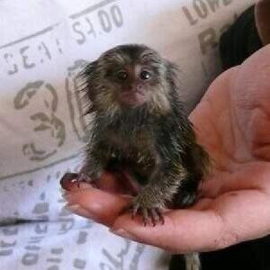 marmoset monkeys Available for new homes. | PostAds PH