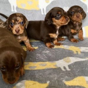 Two Dush Hun puppies ready now. | PostAds PH