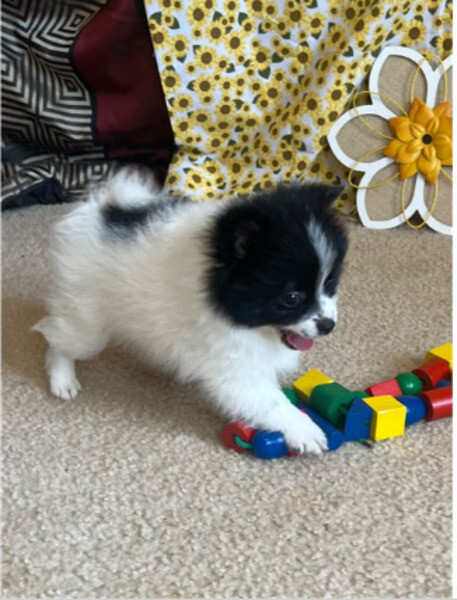 Beautiful Pomeranian Puppies.. 