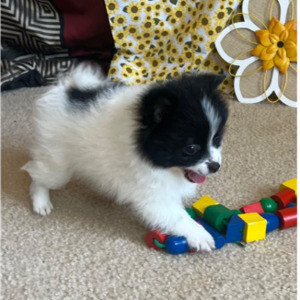 Beautiful Pomeranian Puppies.. | PostAds PH