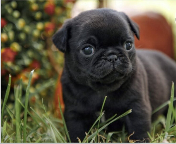  Stunning Litter Of Fawn Pugs Puppies.