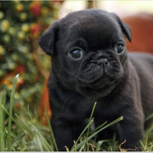 Stunning Litter Of Fawn Pugs Puppies. | PostAds PH