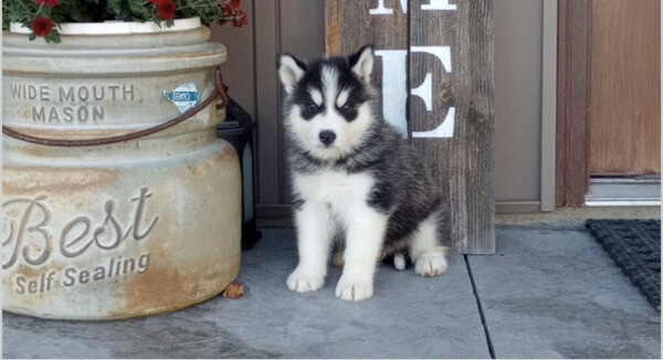 Siberian husky puppies for sale. 